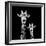 Safari Profile Collection - Portrait of Giraffe and Baby Black Edition II-Philippe Hugonnard-Framed Photographic Print