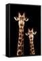 Safari Profile Collection - Portrait of Giraffe and Baby Black Edition III-Philippe Hugonnard-Framed Stretched Canvas