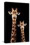 Safari Profile Collection - Portrait of Giraffe and Baby Black Edition III-Philippe Hugonnard-Stretched Canvas