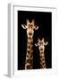 Safari Profile Collection - Portrait of Giraffe and Baby Black Edition III-Philippe Hugonnard-Framed Photographic Print