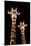 Safari Profile Collection - Portrait of Giraffe and Baby Black Edition III-Philippe Hugonnard-Mounted Photographic Print