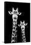 Safari Profile Collection - Portrait of Giraffe and Baby Black Edition IV-Philippe Hugonnard-Framed Stretched Canvas