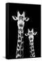 Safari Profile Collection - Portrait of Giraffe and Baby Black Edition IV-Philippe Hugonnard-Framed Stretched Canvas