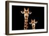 Safari Profile Collection - Portrait of Giraffe and Baby Black Edition V-Philippe Hugonnard-Framed Photographic Print