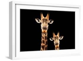 Safari Profile Collection - Portrait of Giraffe and Baby Black Edition V-Philippe Hugonnard-Framed Photographic Print