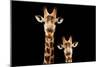 Safari Profile Collection - Portrait of Giraffe and Baby Black Edition V-Philippe Hugonnard-Mounted Photographic Print