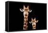 Safari Profile Collection - Portrait of Giraffe and Baby Black Edition V-Philippe Hugonnard-Framed Stretched Canvas