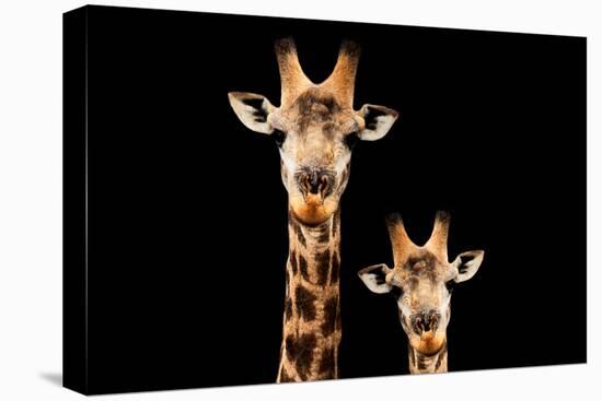 Safari Profile Collection - Portrait of Giraffe and Baby Black Edition V-Philippe Hugonnard-Stretched Canvas