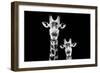 Safari Profile Collection - Portrait of Giraffe and Baby Black Edition VI-Philippe Hugonnard-Framed Photographic Print