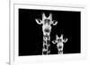 Safari Profile Collection - Portrait of Giraffe and Baby Black Edition VI-Philippe Hugonnard-Framed Photographic Print