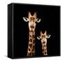 Safari Profile Collection - Portrait of Giraffe and Baby Black Edition-Philippe Hugonnard-Framed Stretched Canvas