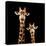 Safari Profile Collection - Portrait of Giraffe and Baby Black Edition-Philippe Hugonnard-Stretched Canvas