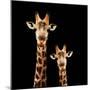 Safari Profile Collection - Portrait of Giraffe and Baby Black Edition-Philippe Hugonnard-Mounted Photographic Print