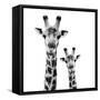 Safari Profile Collection - Portrait of Giraffe and Baby White Edition II-Philippe Hugonnard-Framed Stretched Canvas