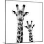 Safari Profile Collection - Portrait of Giraffe and Baby White Edition II-Philippe Hugonnard-Mounted Premium Photographic Print
