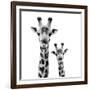 Safari Profile Collection - Portrait of Giraffe and Baby White Edition II-Philippe Hugonnard-Framed Photographic Print