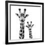 Safari Profile Collection - Portrait of Giraffe and Baby White Edition II-Philippe Hugonnard-Framed Photographic Print