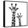 Safari Profile Collection - Portrait of Giraffe and Baby White Edition II-Philippe Hugonnard-Framed Stretched Canvas