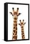 Safari Profile Collection - Portrait of Giraffe and Baby White Edition III-Philippe Hugonnard-Framed Stretched Canvas