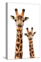 Safari Profile Collection - Portrait of Giraffe and Baby White Edition III-Philippe Hugonnard-Stretched Canvas