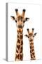 Safari Profile Collection - Portrait of Giraffe and Baby White Edition III-Philippe Hugonnard-Stretched Canvas