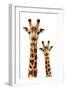 Safari Profile Collection - Portrait of Giraffe and Baby White Edition III-Philippe Hugonnard-Framed Photographic Print