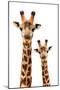 Safari Profile Collection - Portrait of Giraffe and Baby White Edition III-Philippe Hugonnard-Mounted Photographic Print