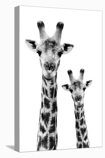 Safari Profile Collection - Portrait of Giraffe and Baby White Edition IV-Philippe Hugonnard-Stretched Canvas