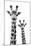 Safari Profile Collection - Portrait of Giraffe and Baby White Edition IV-Philippe Hugonnard-Mounted Premium Photographic Print