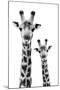 Safari Profile Collection - Portrait of Giraffe and Baby White Edition IV-Philippe Hugonnard-Mounted Premium Photographic Print