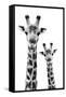 Safari Profile Collection - Portrait of Giraffe and Baby White Edition IV-Philippe Hugonnard-Framed Stretched Canvas