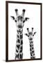 Safari Profile Collection - Portrait of Giraffe and Baby White Edition IV-Philippe Hugonnard-Framed Premium Photographic Print