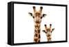 Safari Profile Collection - Portrait of Giraffe and Baby White Edition V-Philippe Hugonnard-Framed Stretched Canvas