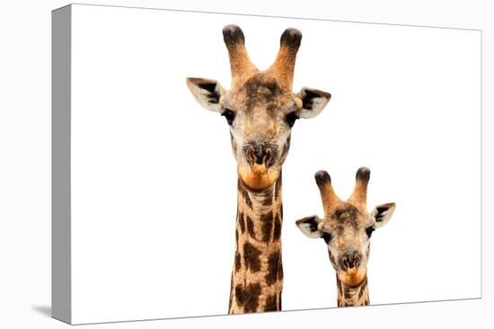 Safari Profile Collection - Portrait of Giraffe and Baby White Edition V-Philippe Hugonnard-Stretched Canvas