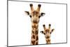 Safari Profile Collection - Portrait of Giraffe and Baby White Edition V-Philippe Hugonnard-Mounted Photographic Print