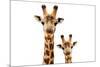 Safari Profile Collection - Portrait of Giraffe and Baby White Edition V-Philippe Hugonnard-Mounted Photographic Print