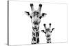 Safari Profile Collection - Portrait of Giraffe and Baby White Edition VI-Philippe Hugonnard-Stretched Canvas