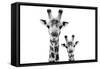 Safari Profile Collection - Portrait of Giraffe and Baby White Edition VI-Philippe Hugonnard-Framed Stretched Canvas