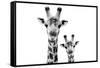 Safari Profile Collection - Portrait of Giraffe and Baby White Edition VI-Philippe Hugonnard-Framed Stretched Canvas