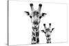 Safari Profile Collection - Portrait of Giraffe and Baby White Edition VI-Philippe Hugonnard-Stretched Canvas