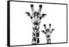 Safari Profile Collection - Portrait of Giraffe and Baby White Edition VI-Philippe Hugonnard-Framed Stretched Canvas