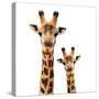 Safari Profile Collection - Portrait of Giraffe and Baby White Edition-Philippe Hugonnard-Stretched Canvas