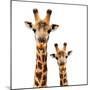 Safari Profile Collection - Portrait of Giraffe and Baby White Edition-Philippe Hugonnard-Mounted Photographic Print