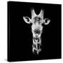Safari Profile Collection - Portrait of Giraffe Black Edition IV-Philippe Hugonnard-Stretched Canvas