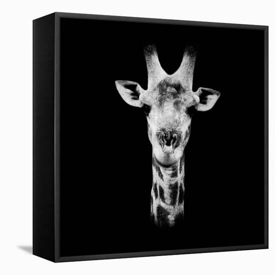 Safari Profile Collection - Portrait of Giraffe Black Edition IV-Philippe Hugonnard-Framed Stretched Canvas