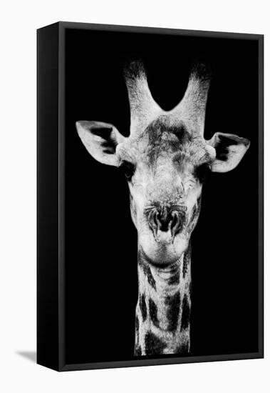 Safari Profile Collection - Portrait of Giraffe Black Edition V-Philippe Hugonnard-Framed Stretched Canvas