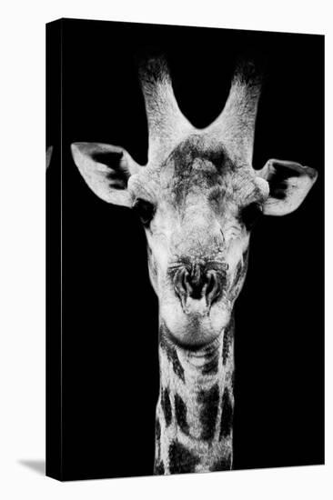 Safari Profile Collection - Portrait of Giraffe Black Edition V-Philippe Hugonnard-Stretched Canvas