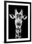 Safari Profile Collection - Portrait of Giraffe Black Edition V-Philippe Hugonnard-Framed Photographic Print