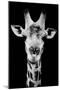 Safari Profile Collection - Portrait of Giraffe Black Edition V-Philippe Hugonnard-Mounted Premium Photographic Print