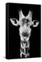 Safari Profile Collection - Portrait of Giraffe Black Edition V-Philippe Hugonnard-Framed Stretched Canvas